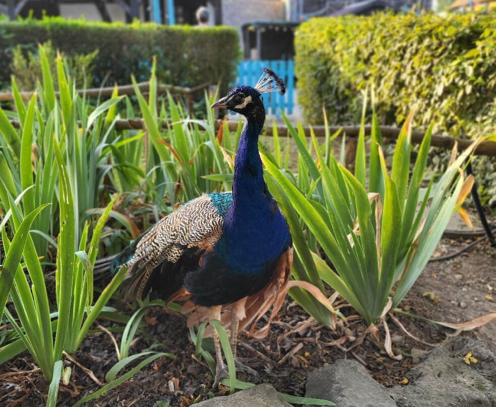 Ecomusée d'Alsace-温格斯汉必去景点