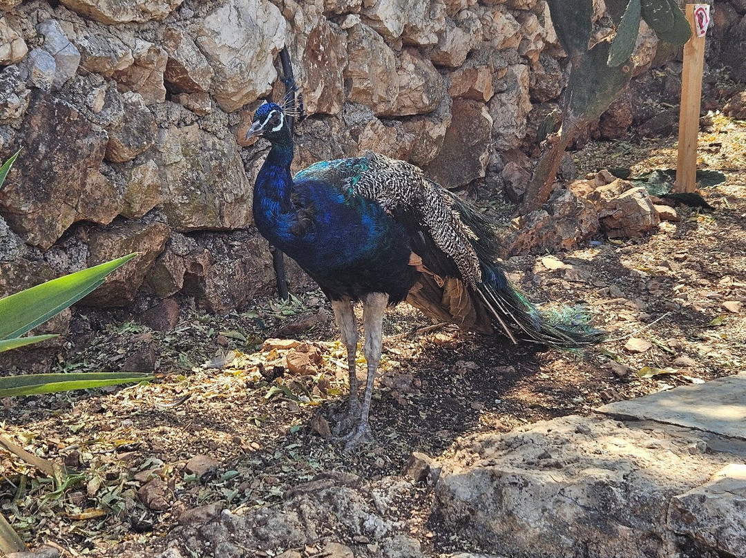 Askos Stone Park-沃利迈斯必去景点