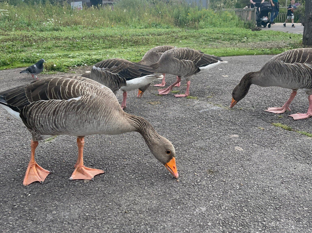 WWT Slimbridge Wetland Centre-Slimbridge必去景点