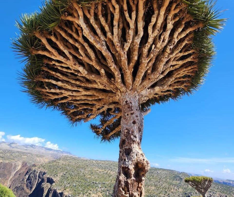 Socotra Biosphere Tours-Hadiboh必去景点