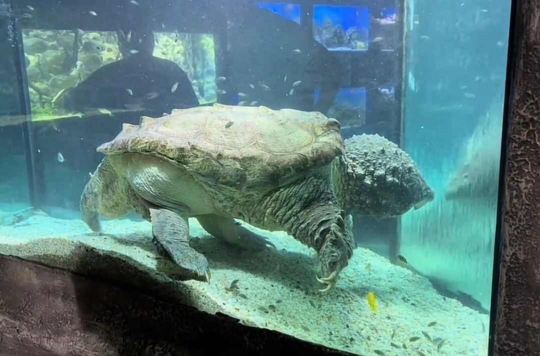 Alushta Aquarium-阿卢什塔必去景点