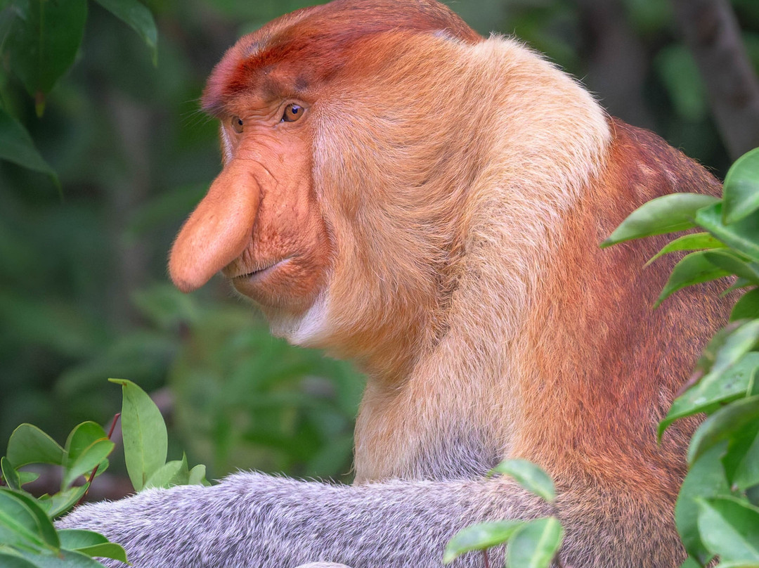 Orangutan Trekking Tours-Pangkalan Bun必去景点