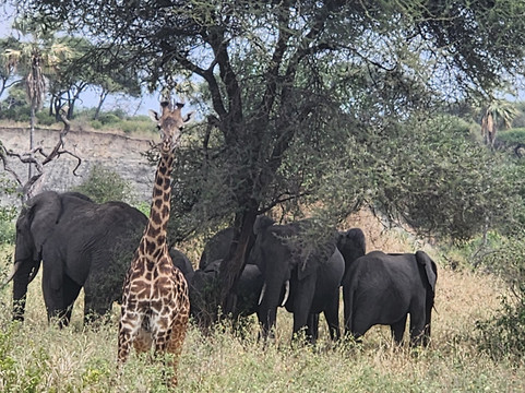 African Traces-莫西必去景点