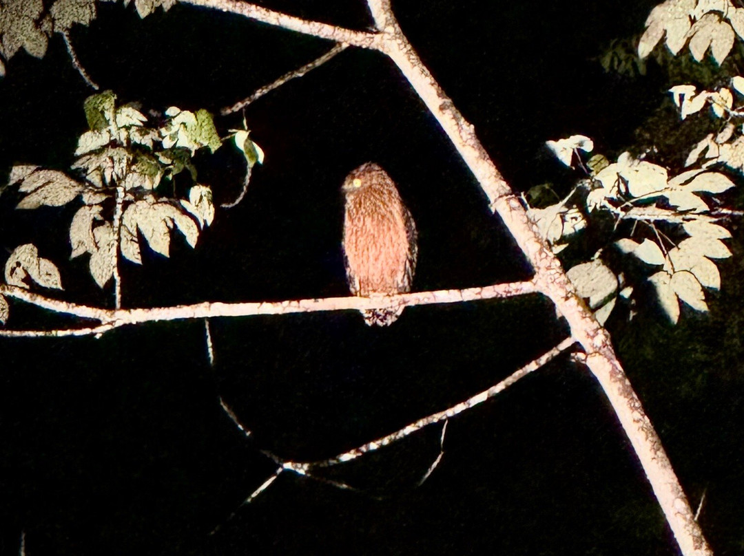 1StopBorneo Wildlife-斗湖必去景点