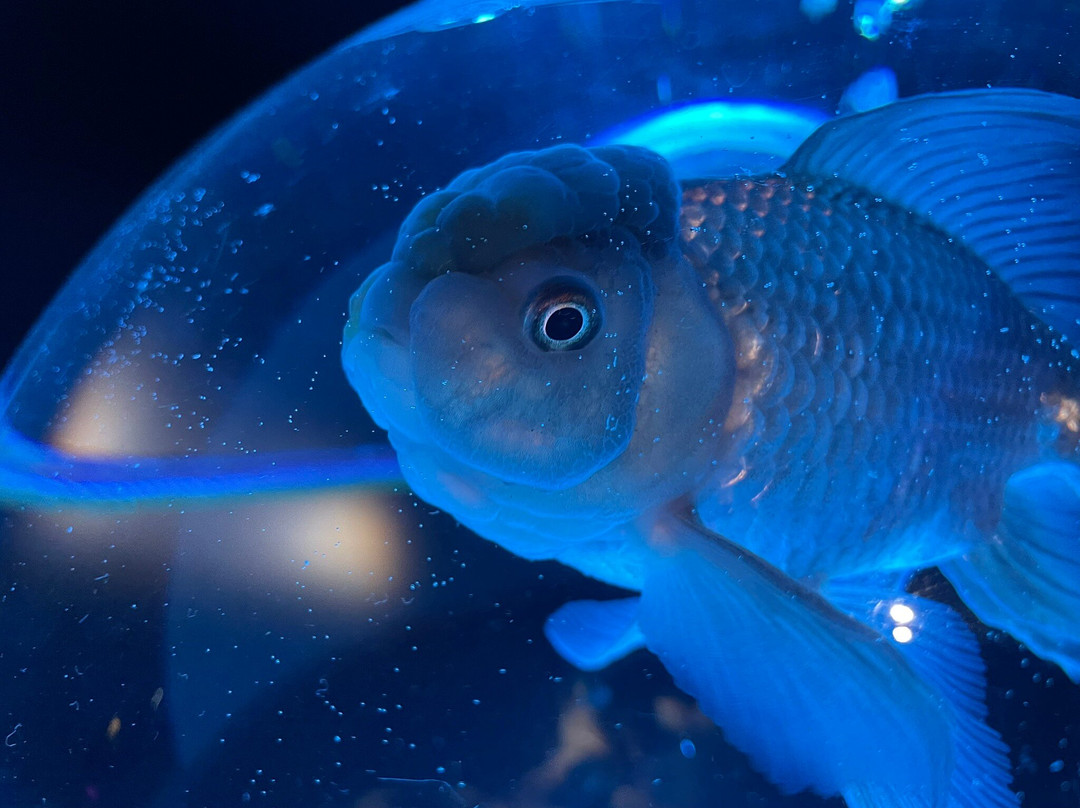 Art Aquarium-Ginza必去景点