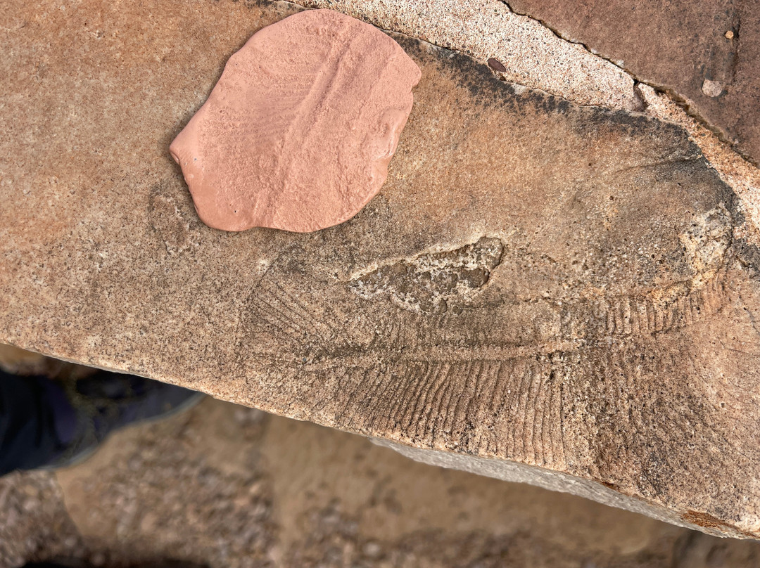 Flinders Ranges旅游景点-Nilpena Ediacara National Park