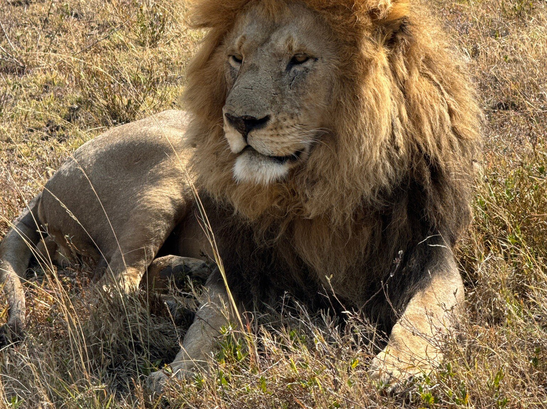 Tanzania-Safari-阿鲁沙必去景点