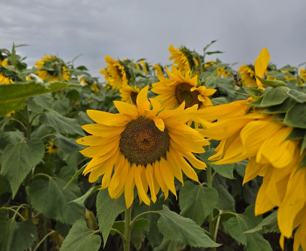 Macena Flores-Holambra必去景点