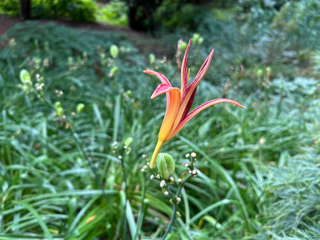 Alter Botanischer Garten-基尔必去景点