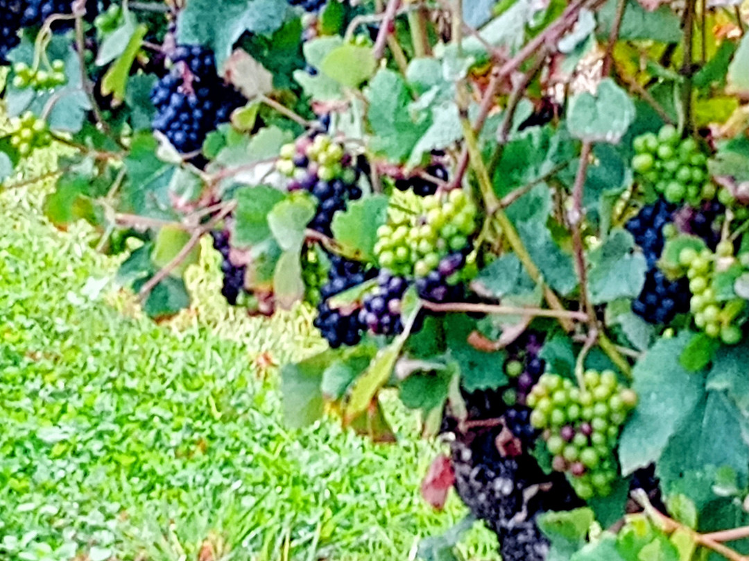 English Oak Vineyard-Lytchett Matravers必去景点