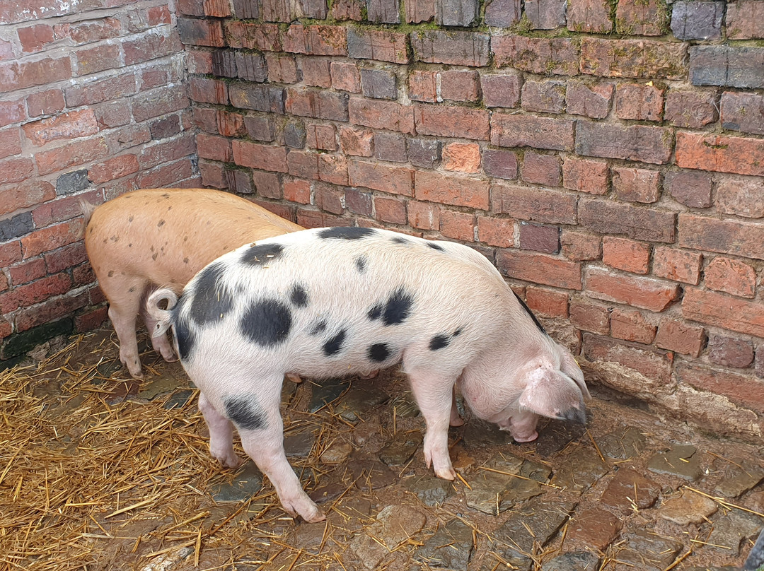 Acton Scott Heritage Farm-Acton Scott必去景点