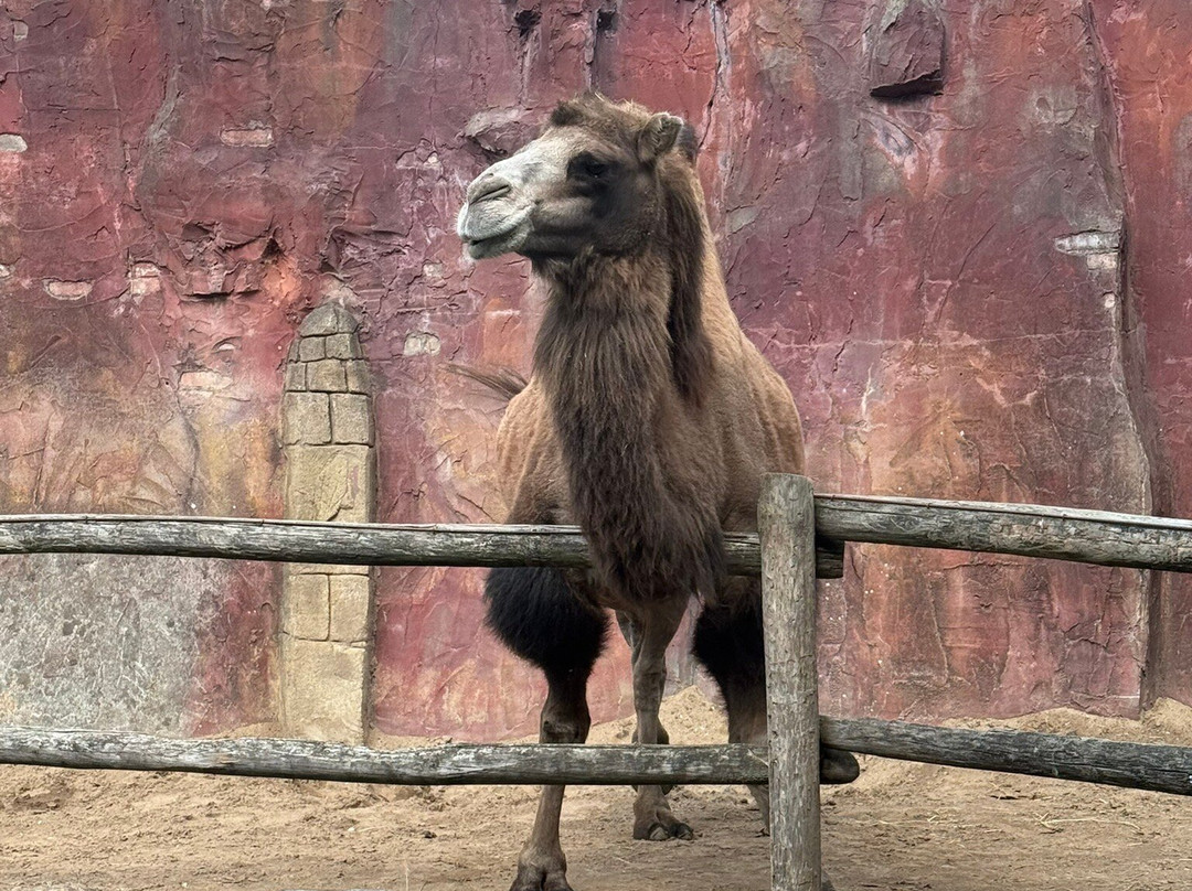 DierenPark Amersfoort-阿默斯福特必去景点