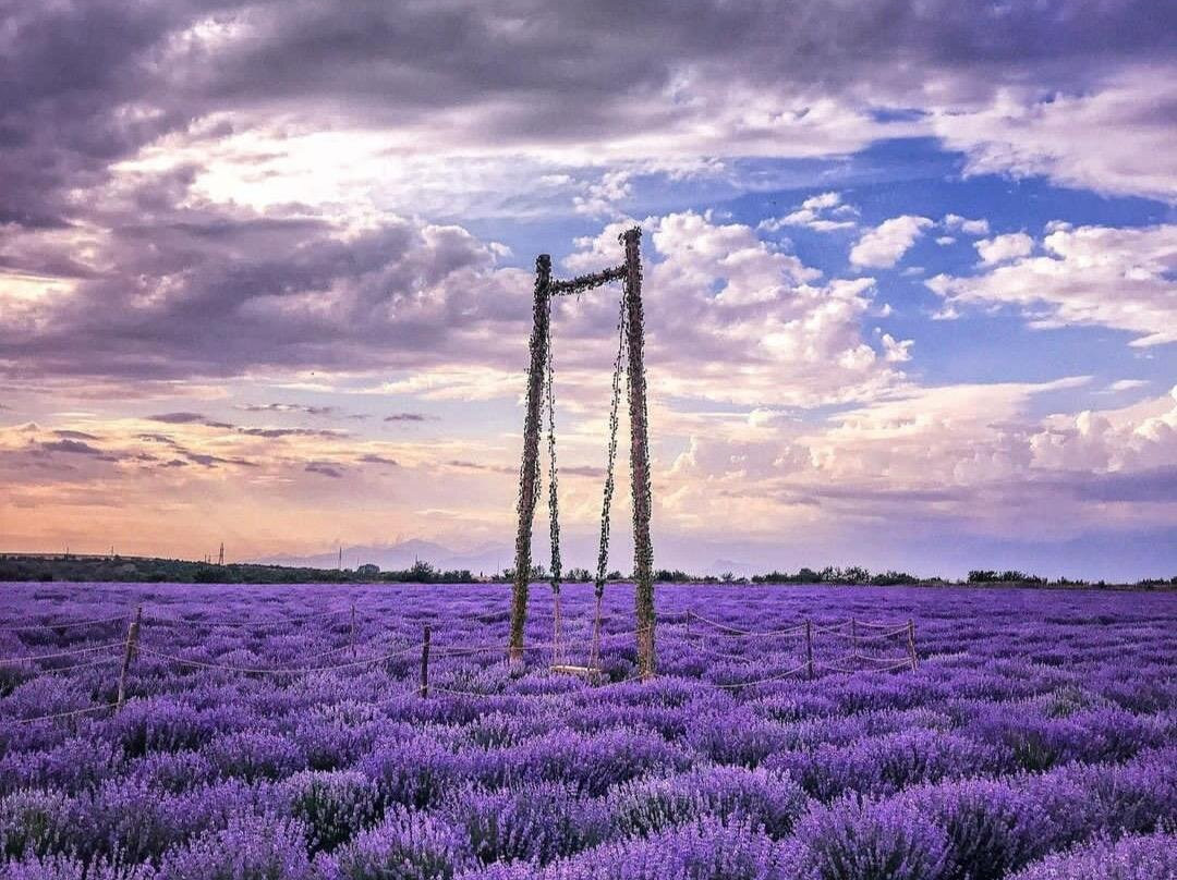 Essenso Lavender Field-Qabala必去景点