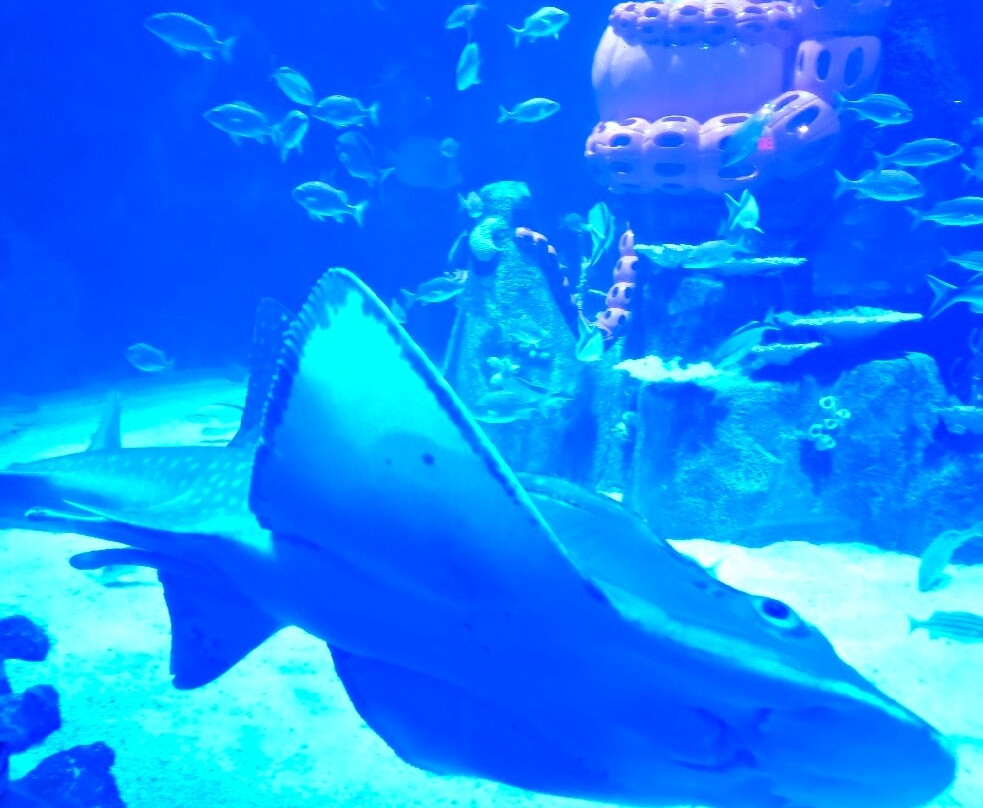 Newport Aquarium-Newport必去景点