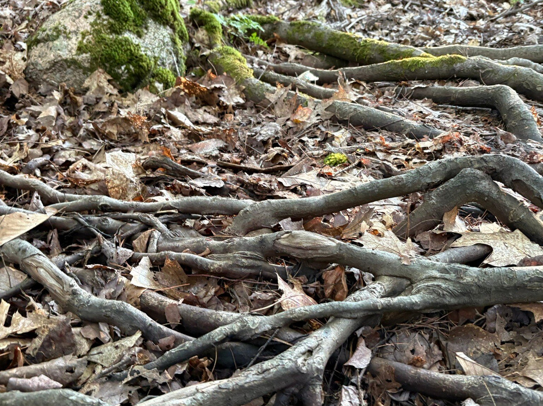 Wiscasset Woods Lodge主图