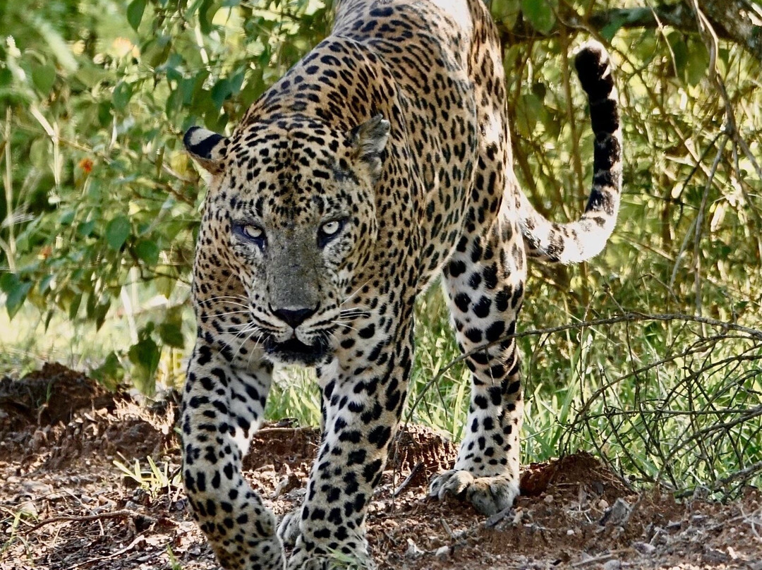 Megha Tour Sri Lanka-Dodampahala South必去景点