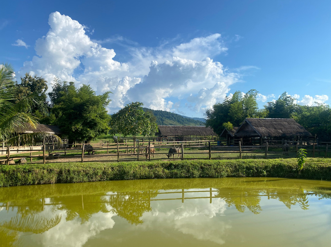 Laos Buffalo Dairy-琅勃拉邦必去景点