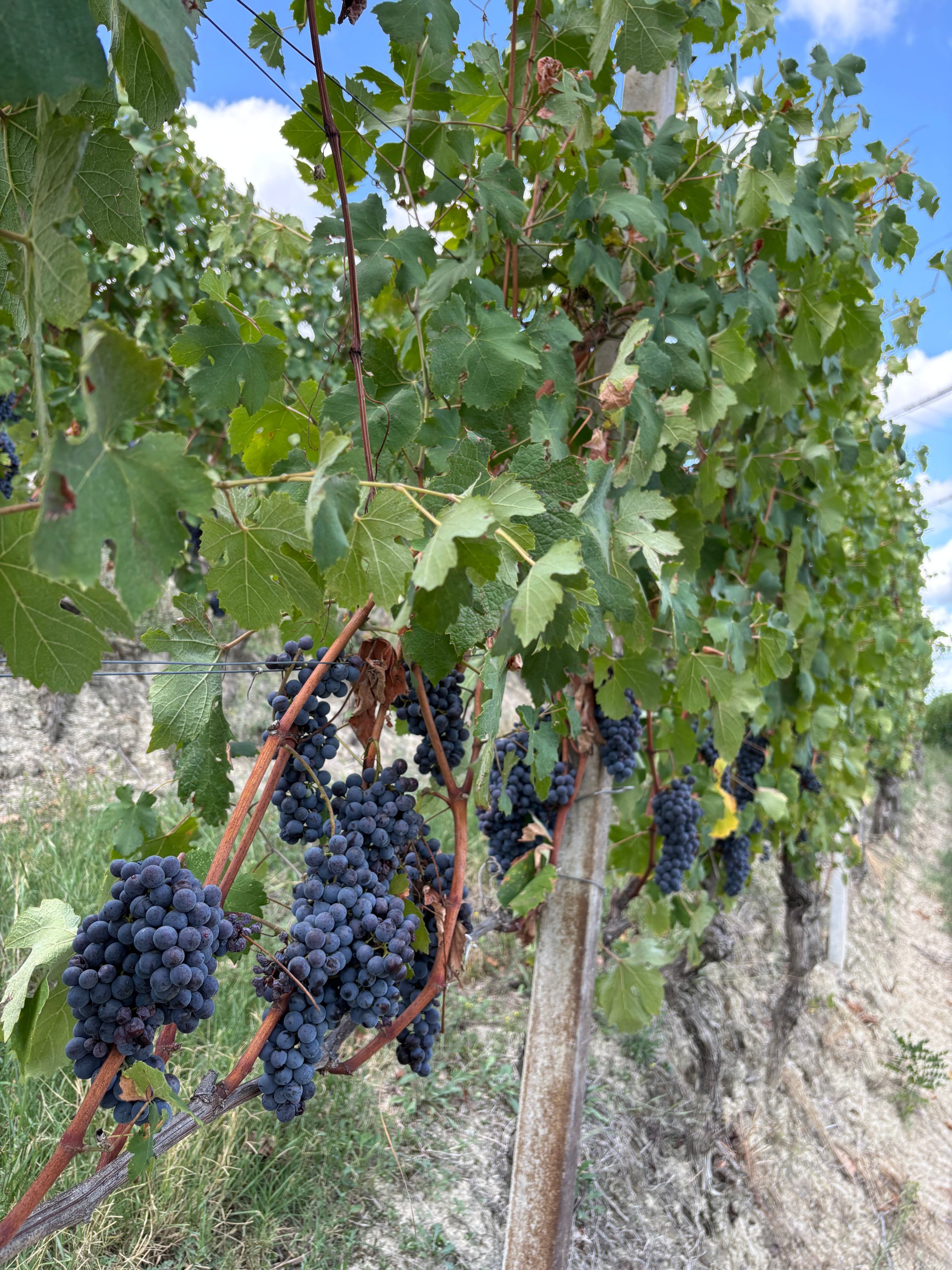 I Quattro Grappoli-官方