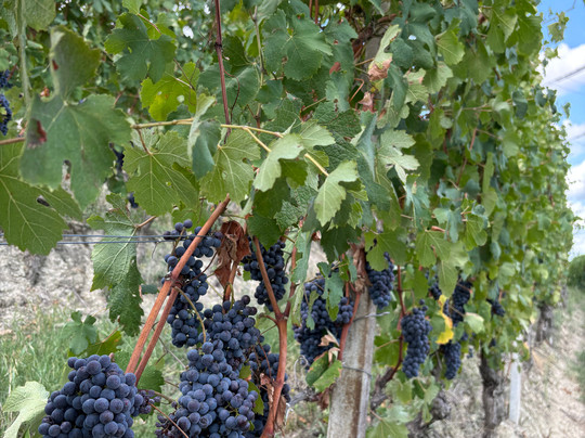 I Quattro Grappoli主图