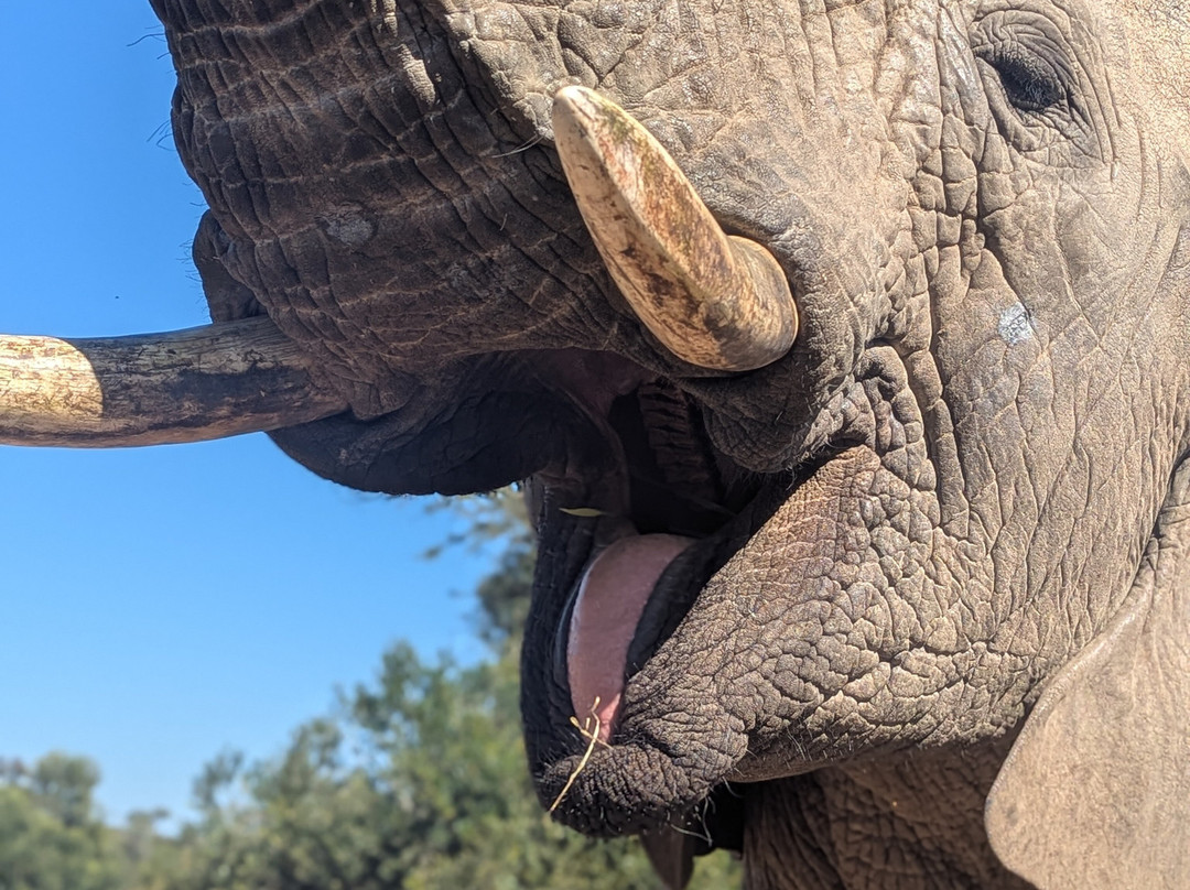 Adventures with Elephants-贝拉贝拉必去景点