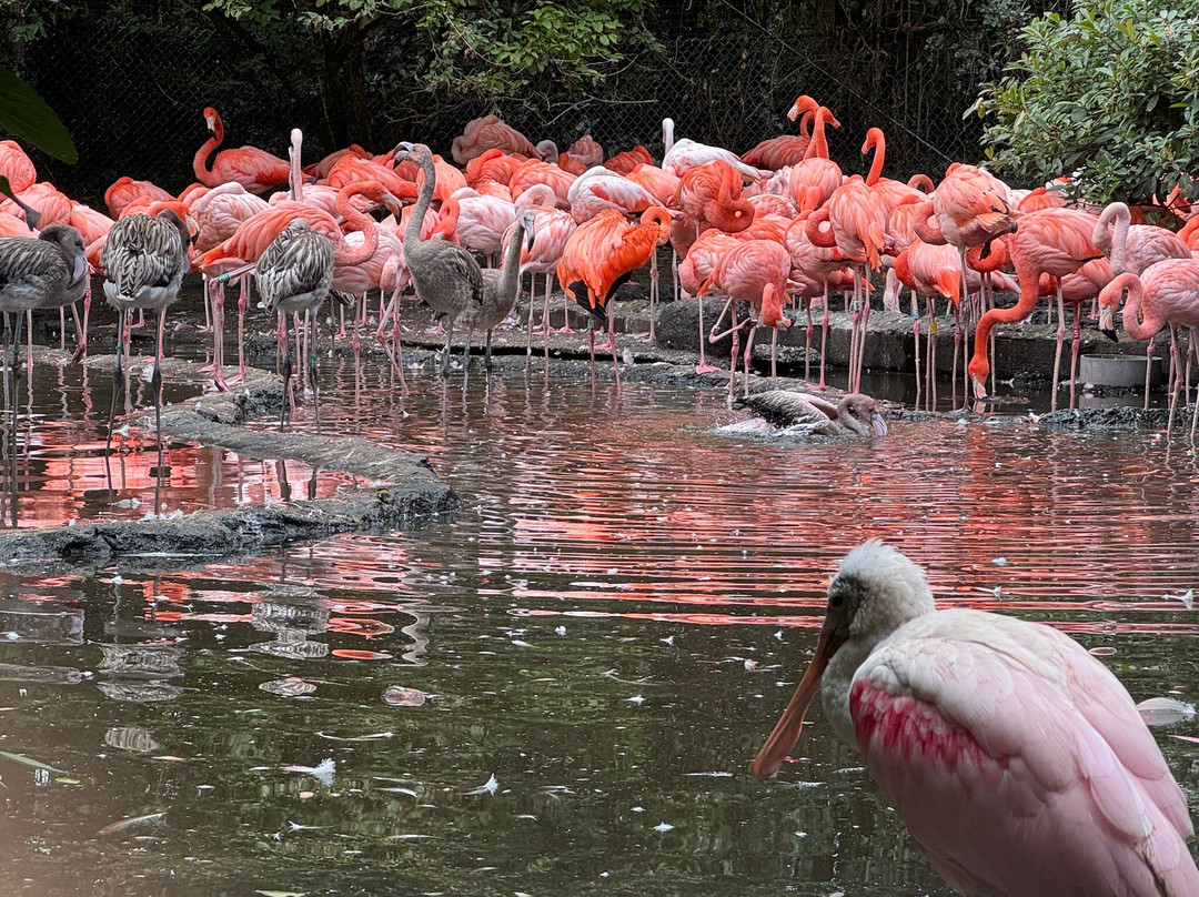 Vogelpark Avifauna-Alphen aan den Rijn必去景点
