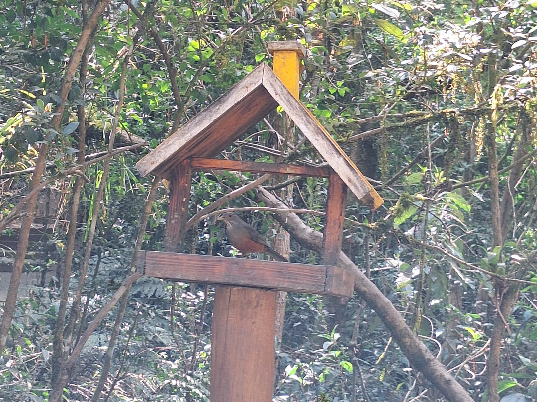Bosque do Silêncio-坎普斯－杜若尔当必去景点