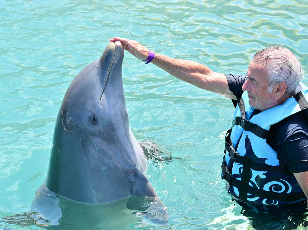 Dolphin Discovery Cozumel-考祖梅必去景点