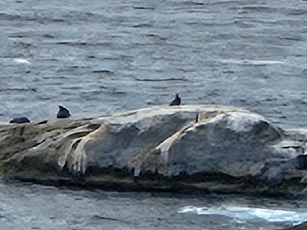 Whalers Lookout-比奇诺必去景点