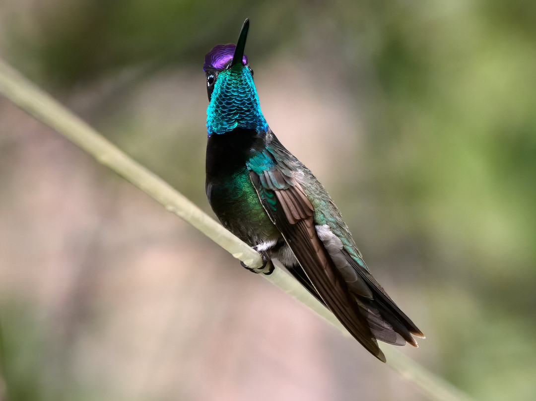 Ramsey Canyon Inn Bed and Breakfast主图