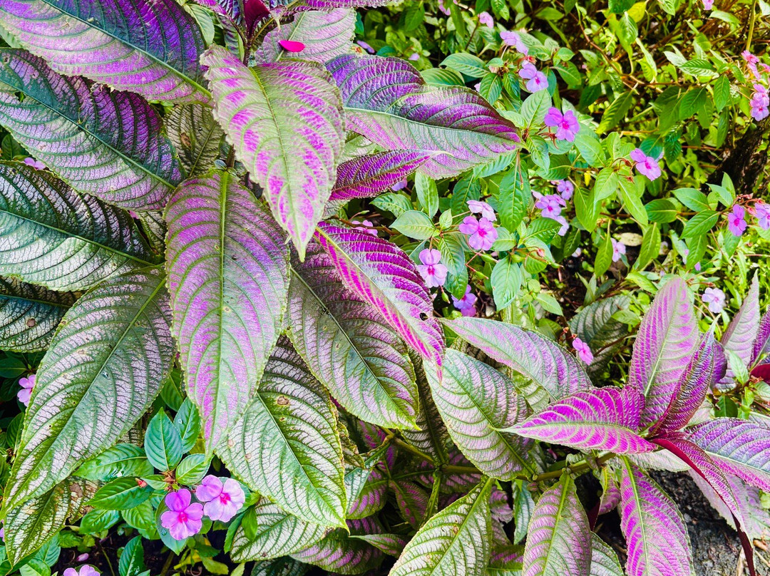 Lucky Bug B & B主图