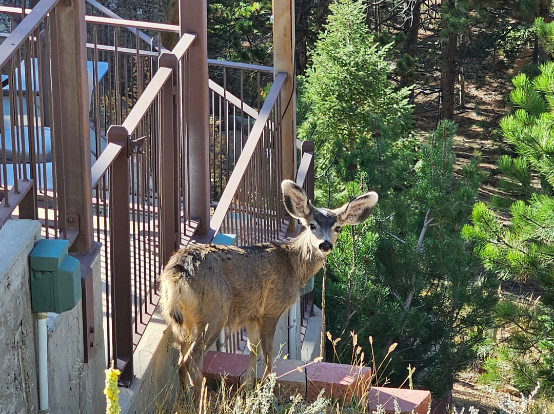 Pikes Peak Paradise Bed + Breakfast主图