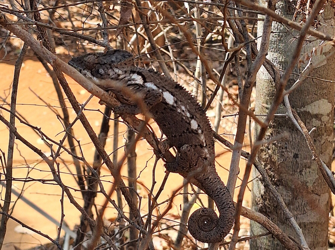Kirindy Forest Morondava Madagascar-Morondava必去景点