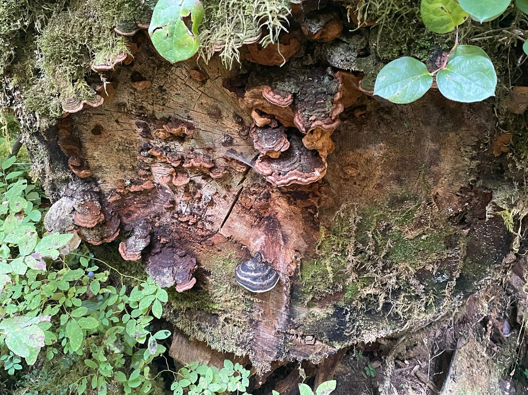Lovers Lane trail-安吉利斯港必去景点
