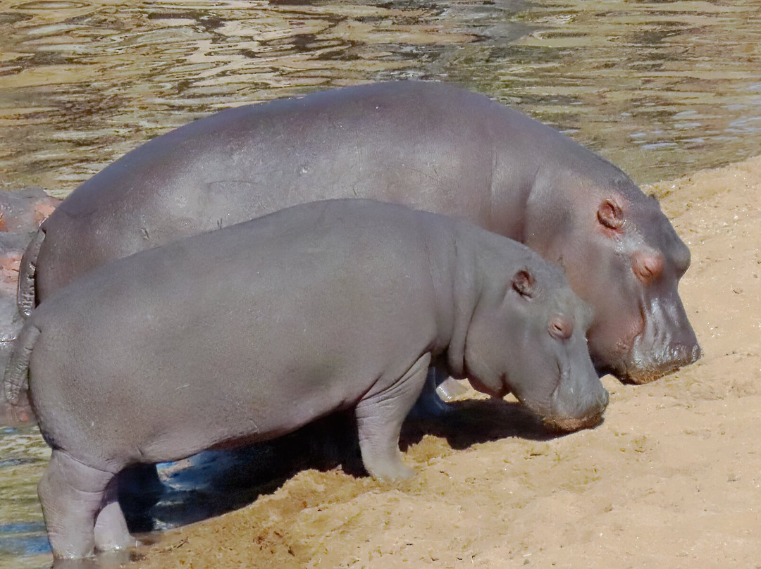 Bearded Heron Safaris-司库库札必去景点