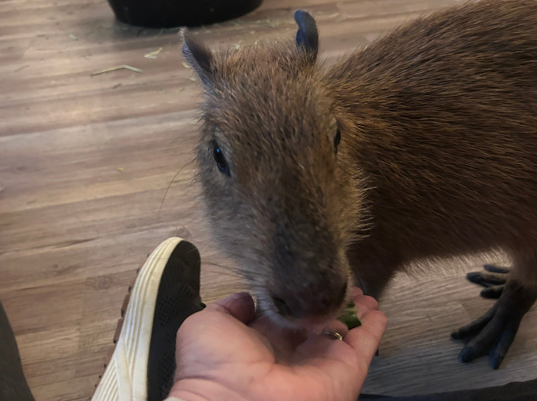 Capybara Cafe