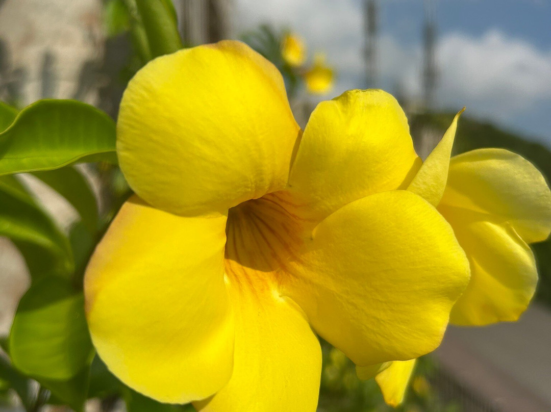 石垣岛班纳公园-石垣市必去景点