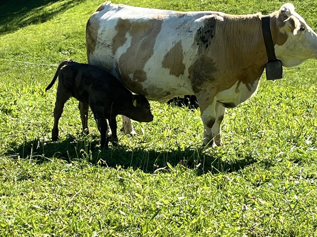 Family hotel Clarezia主图