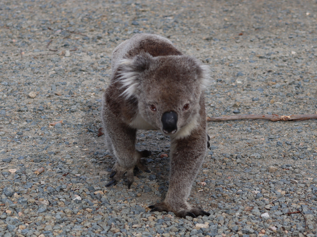 雷蒙德岛-Paynesville必去景点