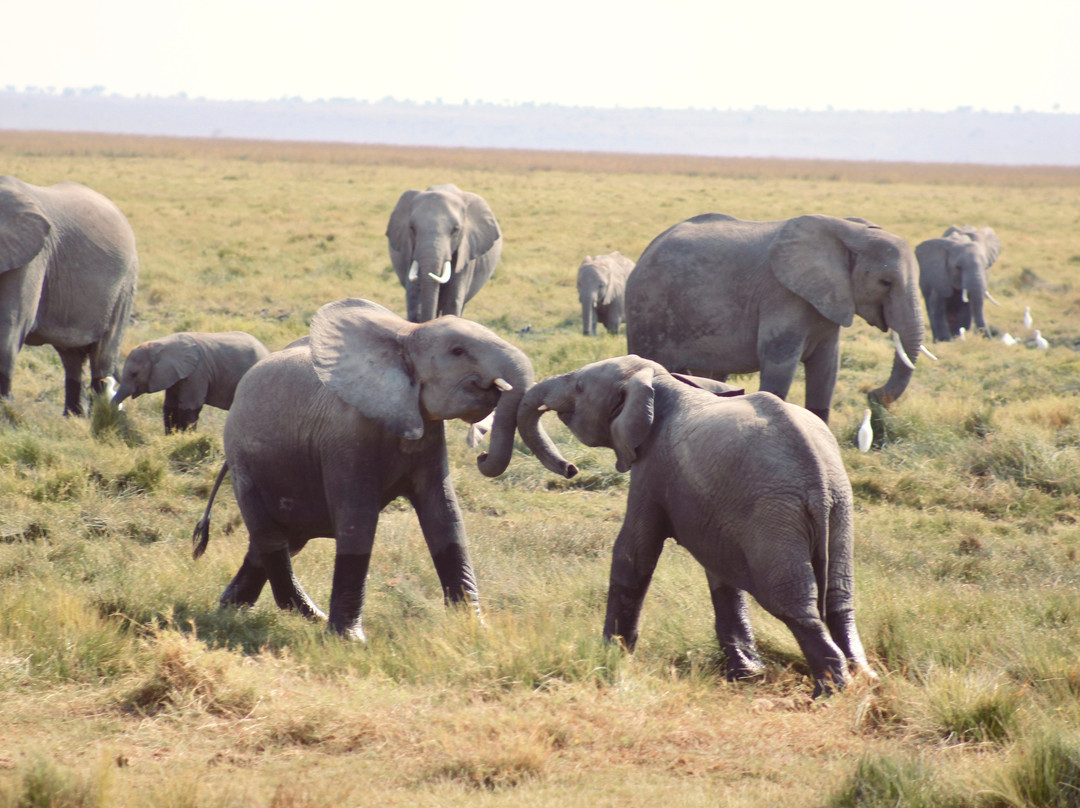 Arlom Safaris-Mtwapa必去景点