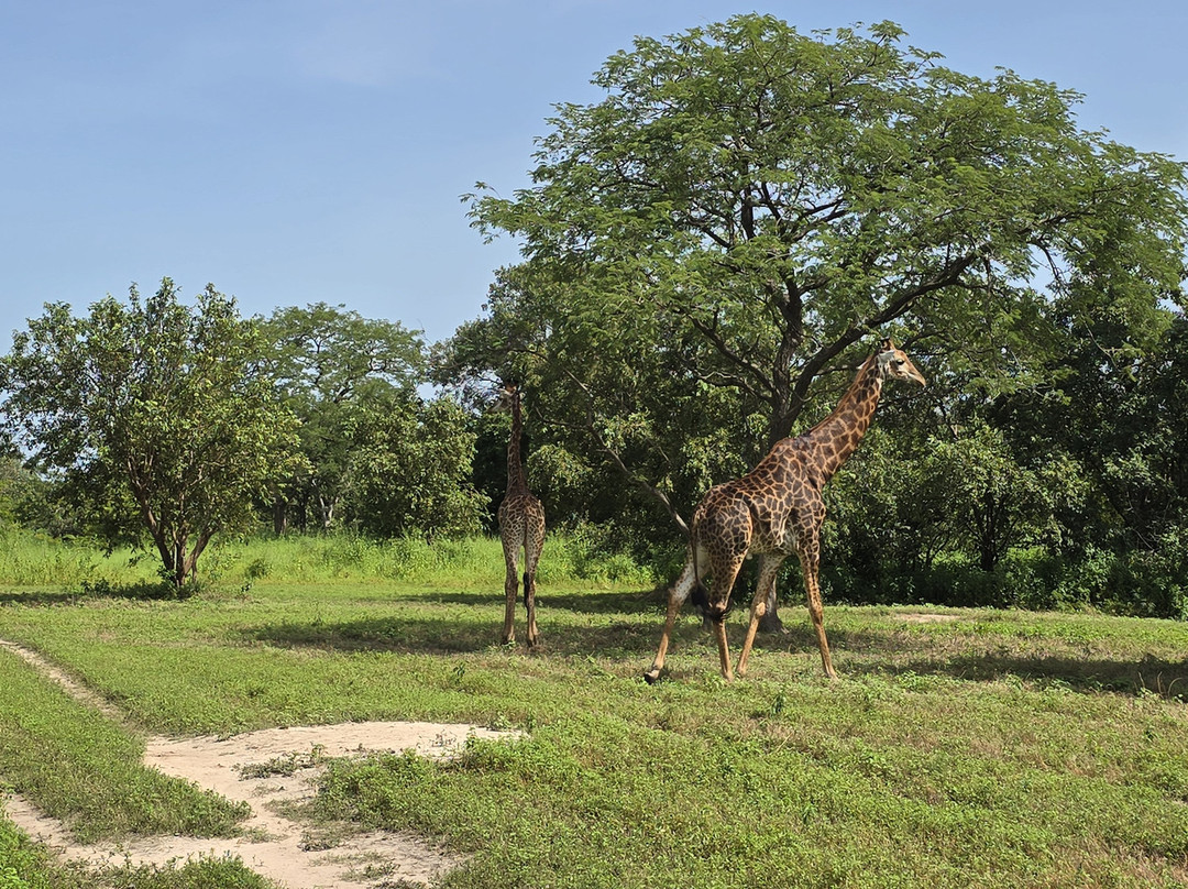 Fathala Wildlife Reserve-Dassilame Ba必去景点