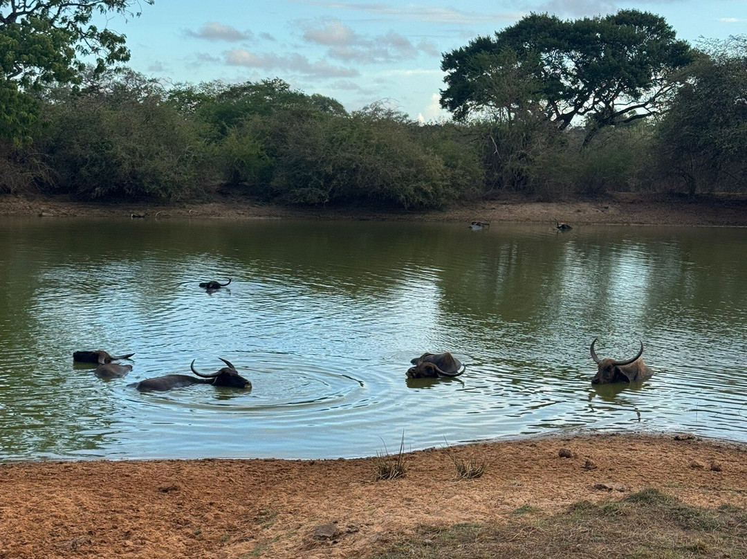 Amazing Travels & Tours Sri Lanka-科奇克德必去景点