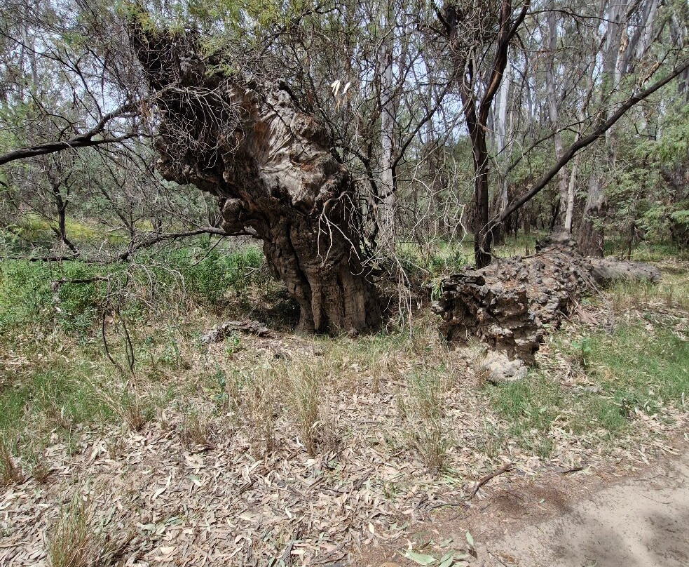 Quick's Beach-Barooga必去景点