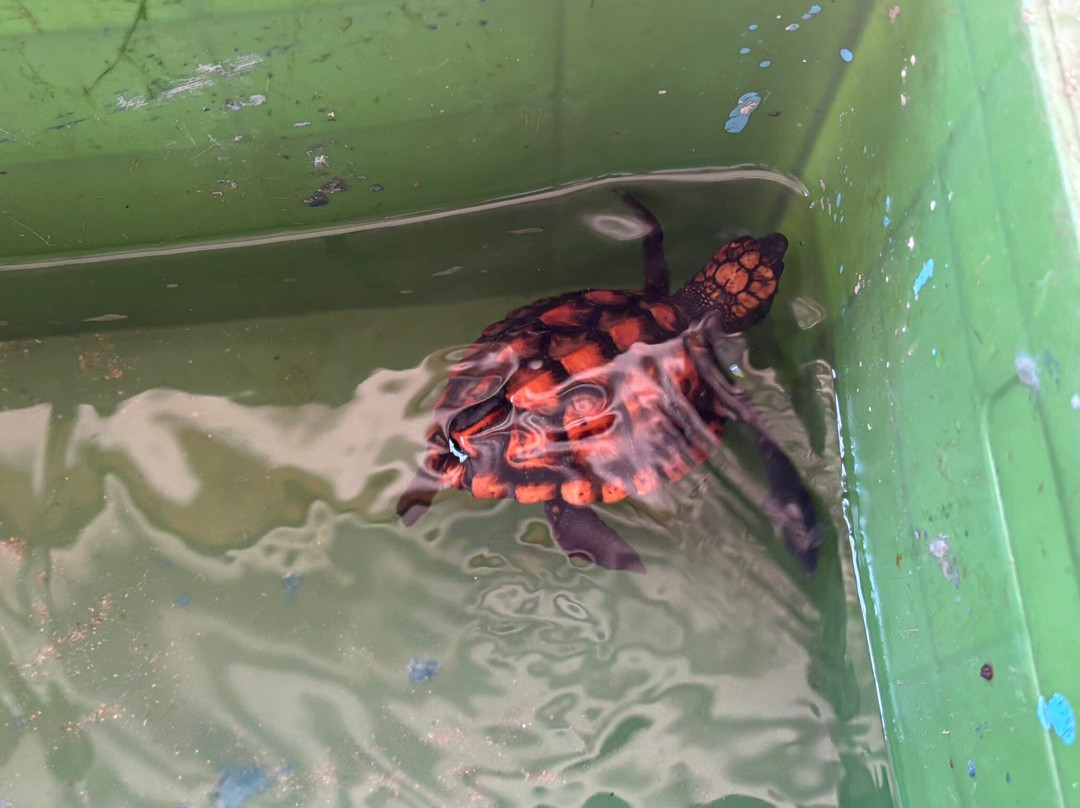 Sea Turtle Farm Galle Mahamodara-加勒必去景点