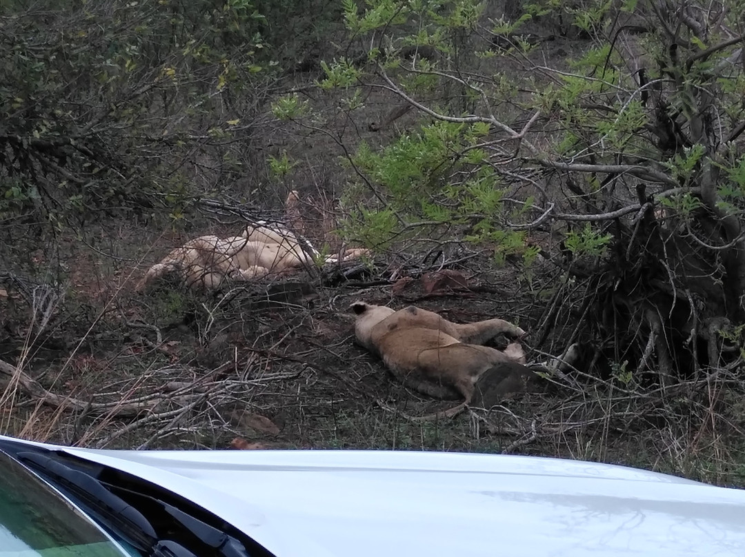 Royal Safaris-库马堤港必去景点