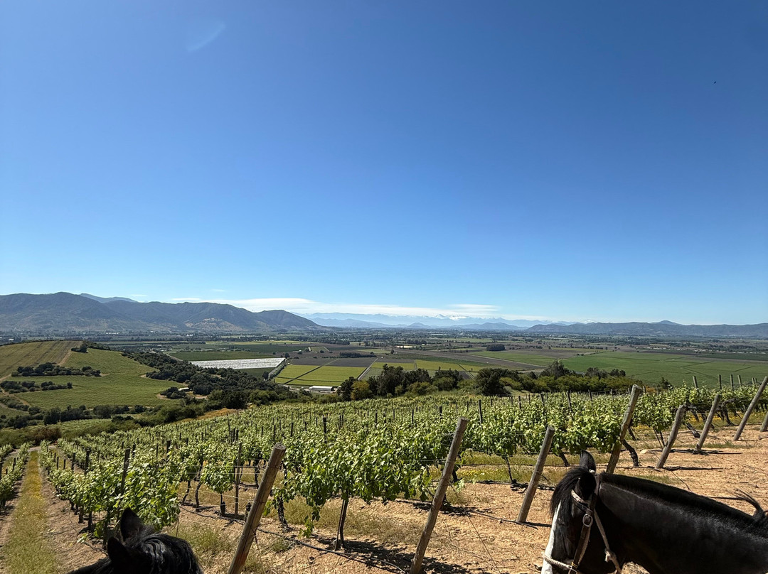 Natural Wine Tours-Palmilla必去景点