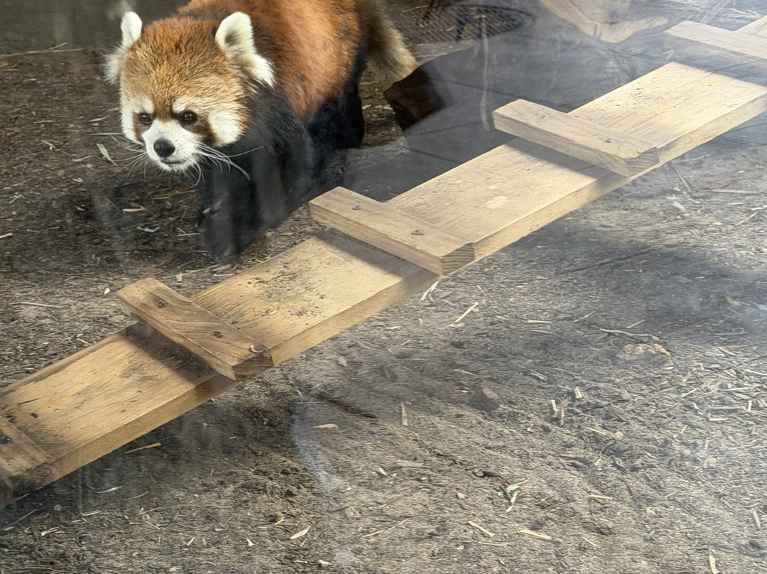 休士顿动物园-休斯顿必去景点