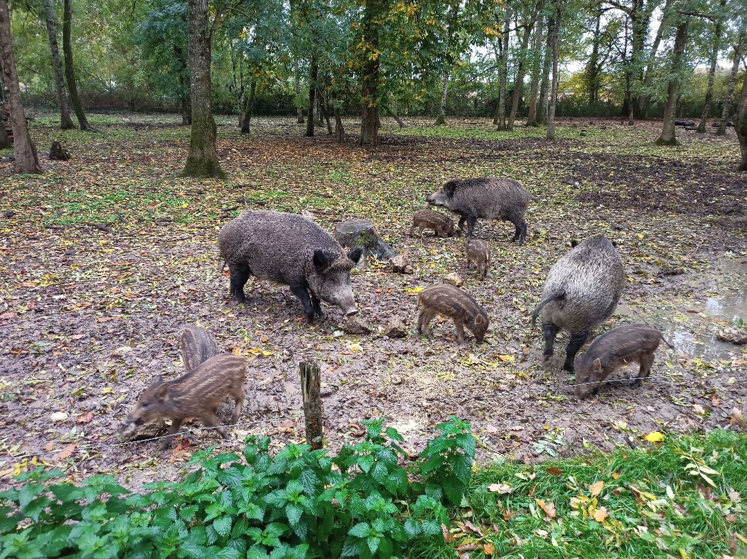 Reserve De Beaumarchais - Safari Train-Autreche必去景点