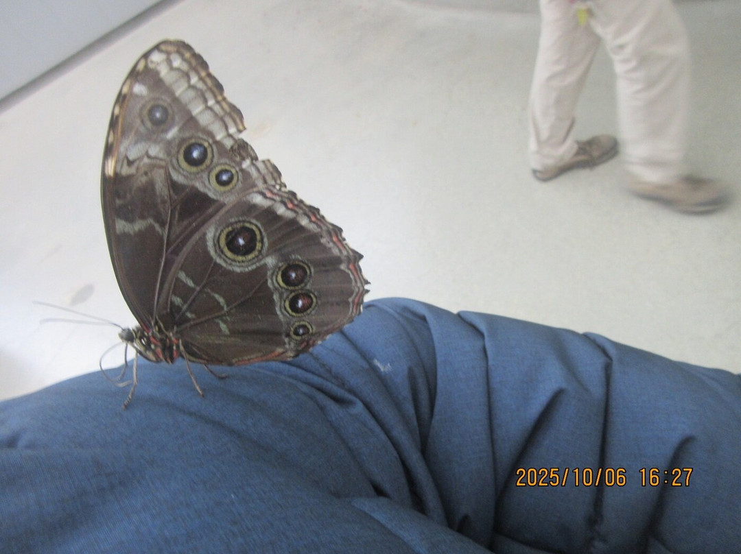 The Leaf-温尼伯必去景点