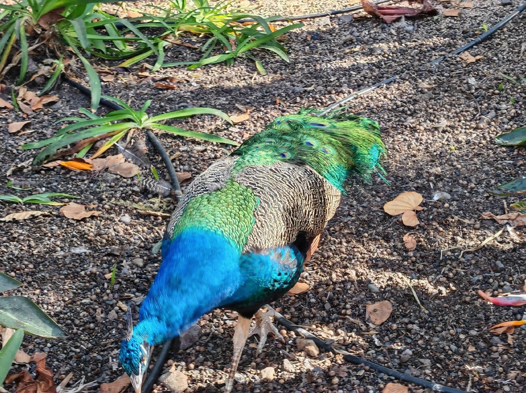 Jardines de la Marquesa-Arucas必去景点