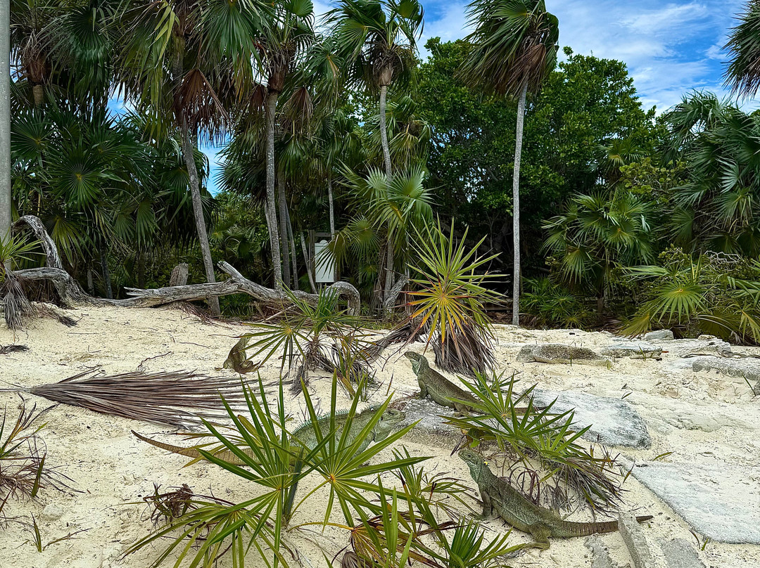 Rising Tide Tours-普罗维登西亚莱斯必去景点